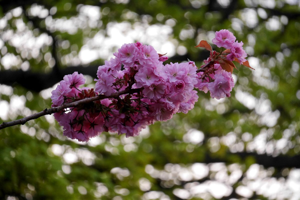 Floración de los cerezos en Edimburgo