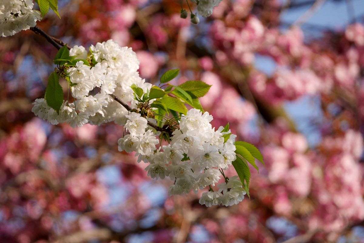Floración de los cerezos en Edimburgo