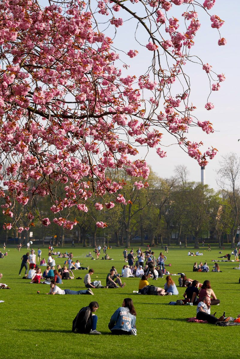 Floración de los cerezos en Edimburgo