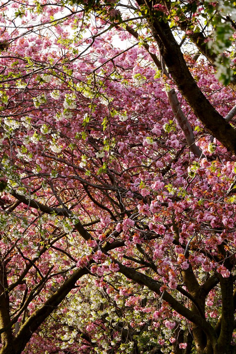 Floración de los cerezos en Edimburgo