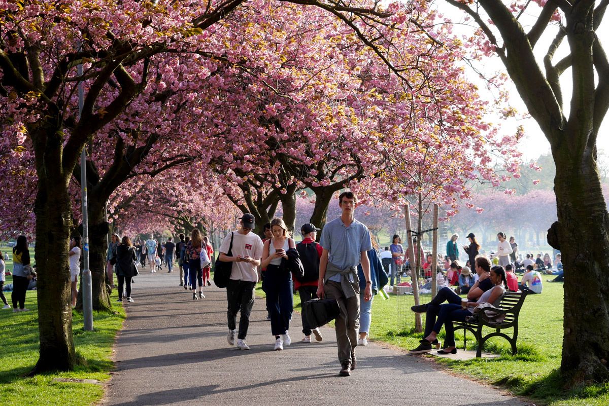 Floración de los cerezos en Edimburgo