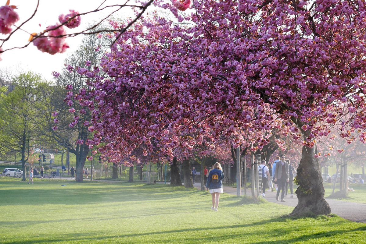 Floración de los cerezos en Edimburgo