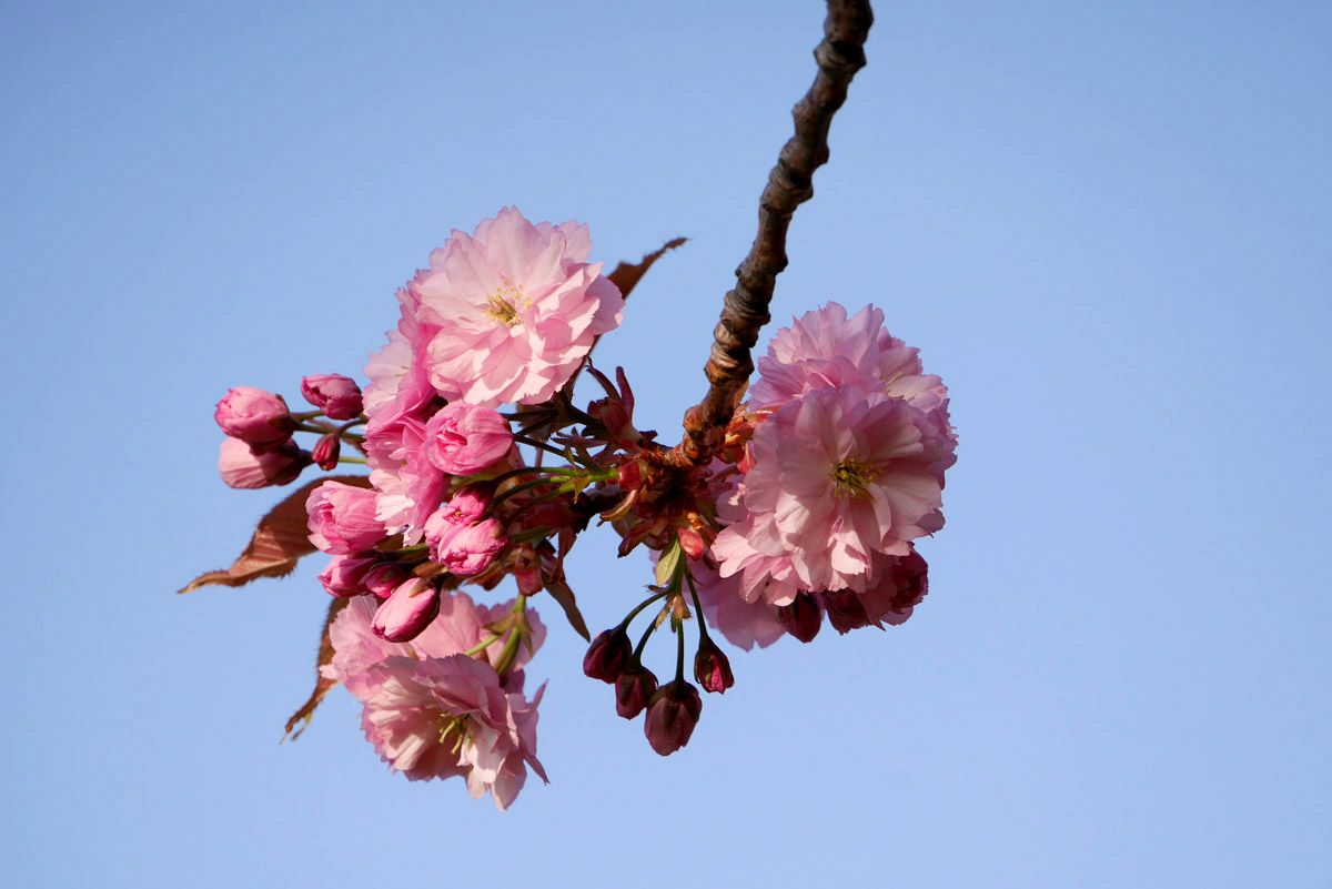 Floración de los cerezos en Edimburgo
