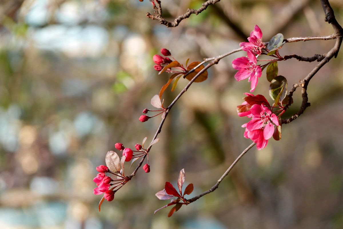 Floración de los cerezos en Edimburgo