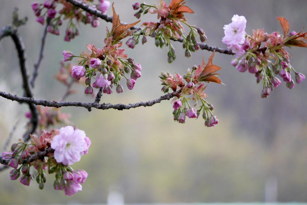 Floración de los cerezos en Edimburgo