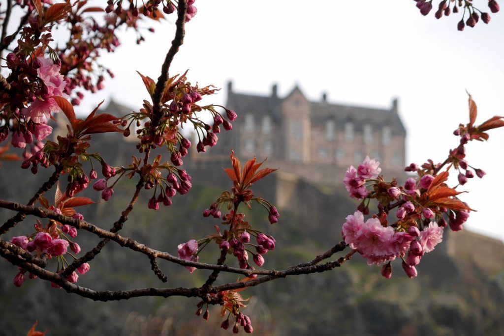Floración de los cerezos en Edimburgo