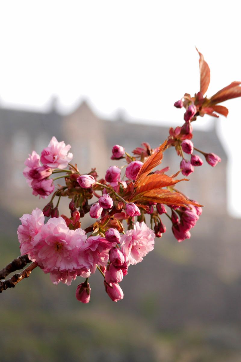 Floración de los cerezos en Edimburgo