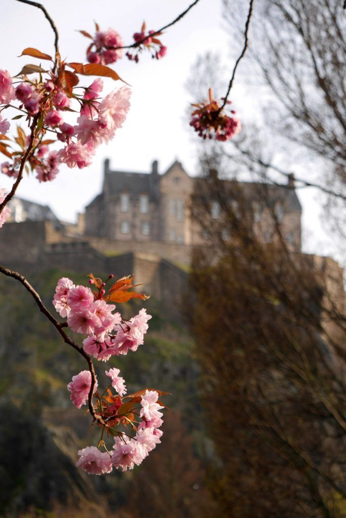 Floración de los cerezos en Edimburgo
