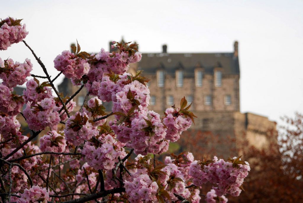 Floración de los cerezos en Edimburgo