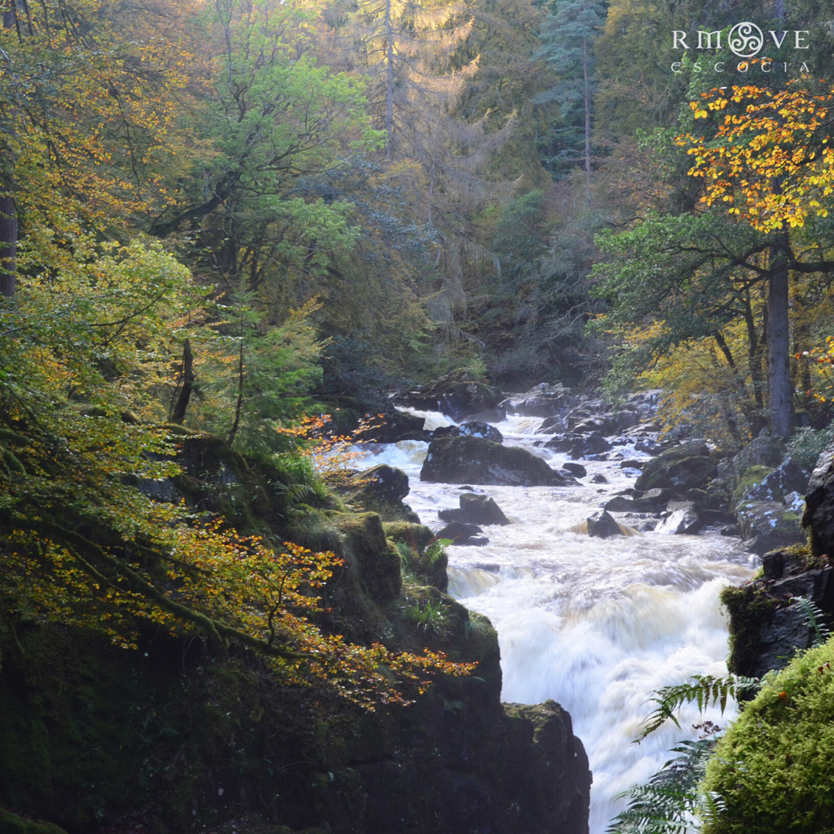 Bosque The Hermitage, Dunkeld