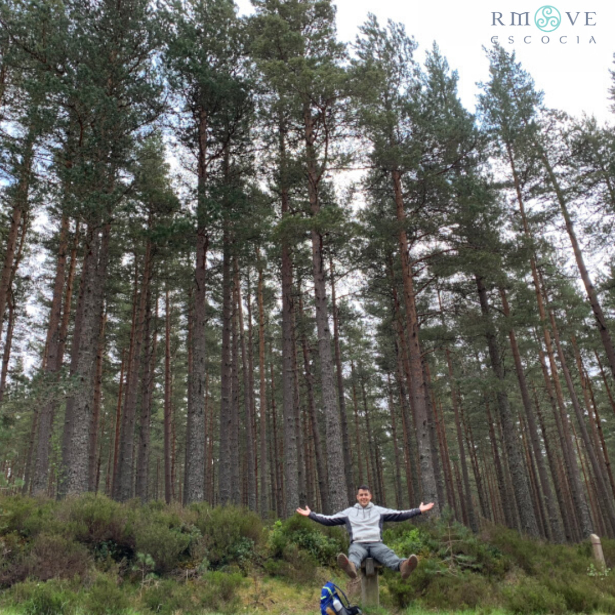 Bosque de pino caledonio en Parque Nacional de Cairngorms