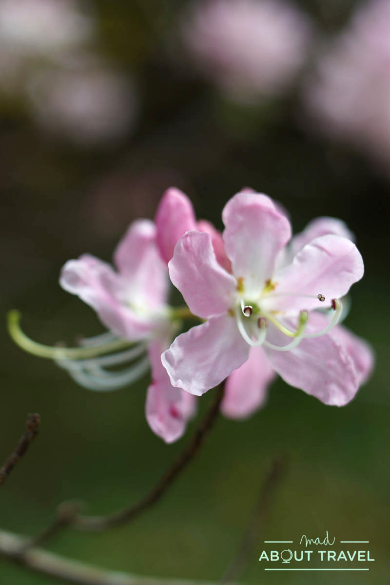 Flores en los jardines del castillo de Dunvegan