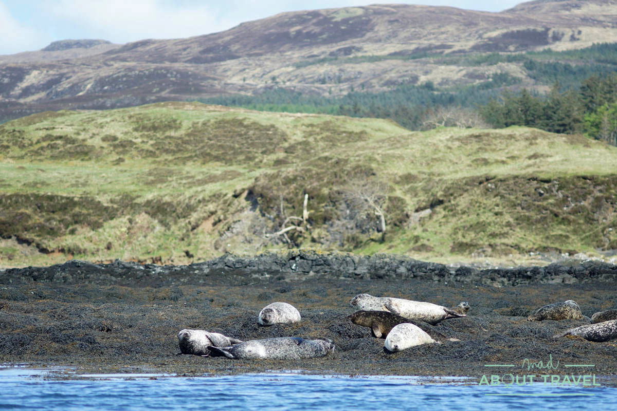 Focas en la bahía de Dunvegan