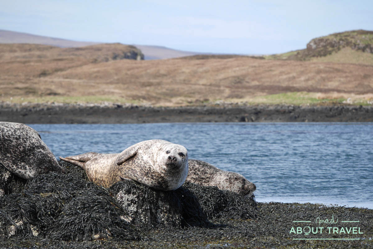 Focas en la bahía de Dunvegan