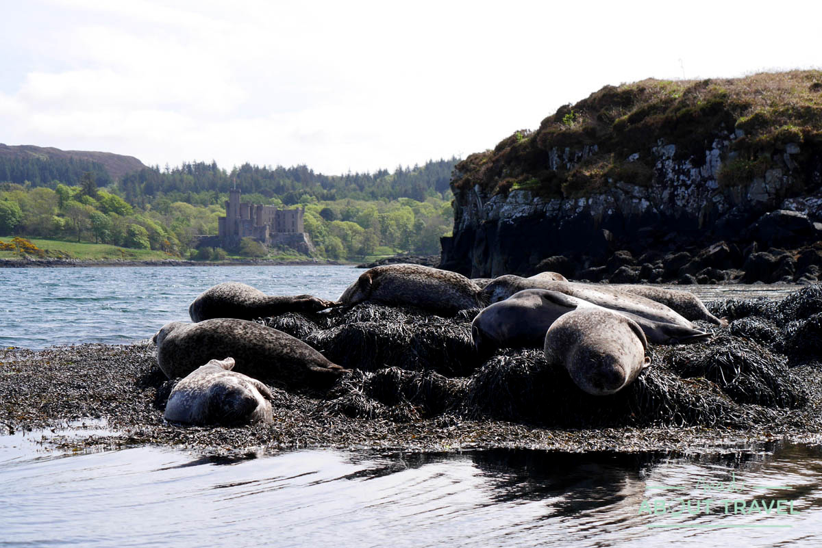 Focas en la bahía de Dunvegan