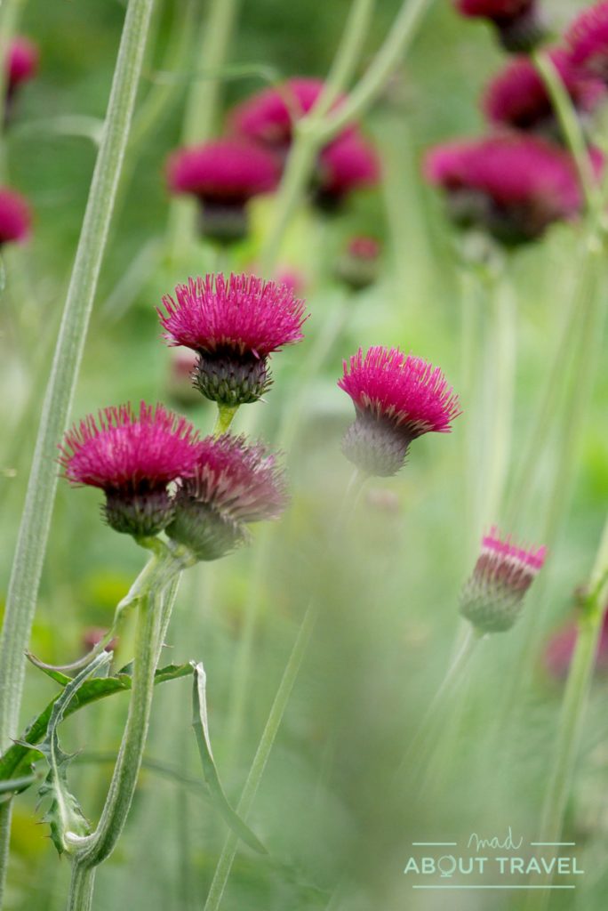 Jardín amurallado del castillo de Floors, Escocia