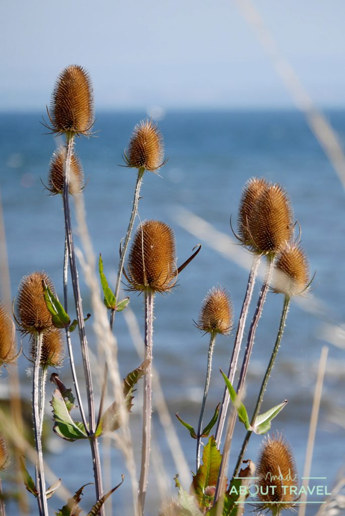flores en el fife coastal path