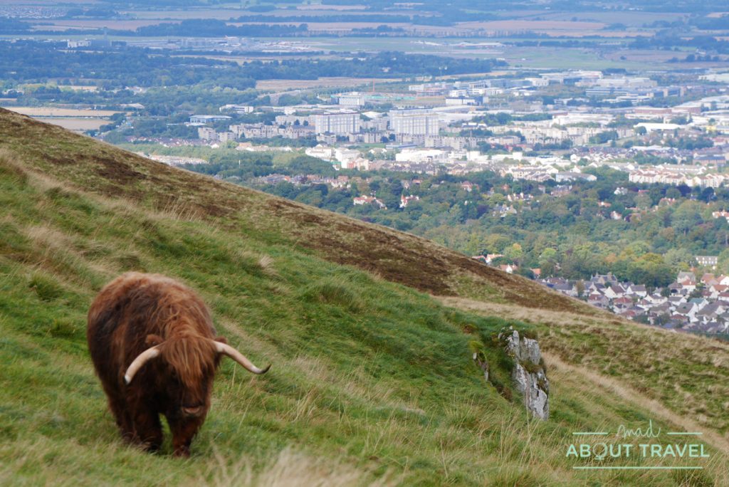 vaca de las highlands en las pentland Hills