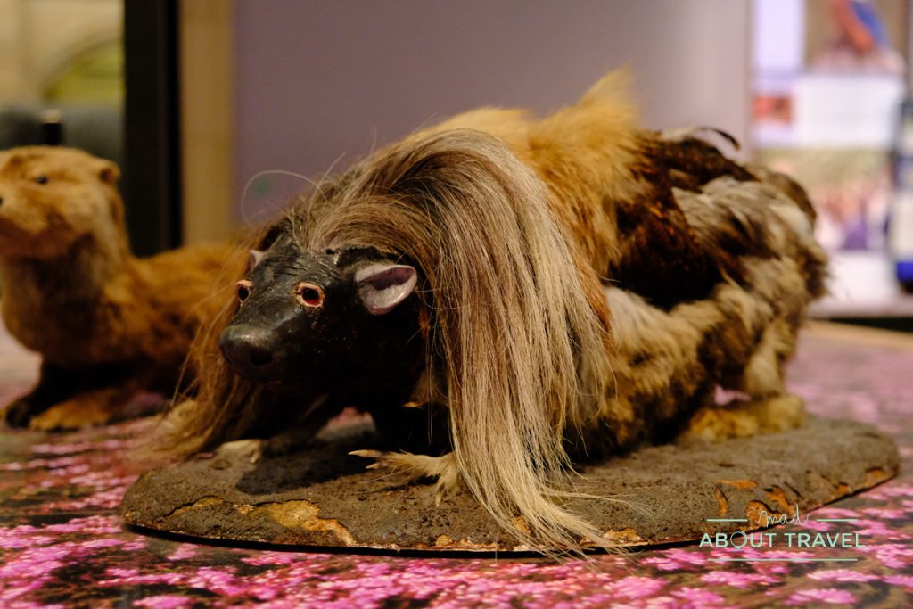 Haggis en el Museo de Kelvingrove de Glasgow