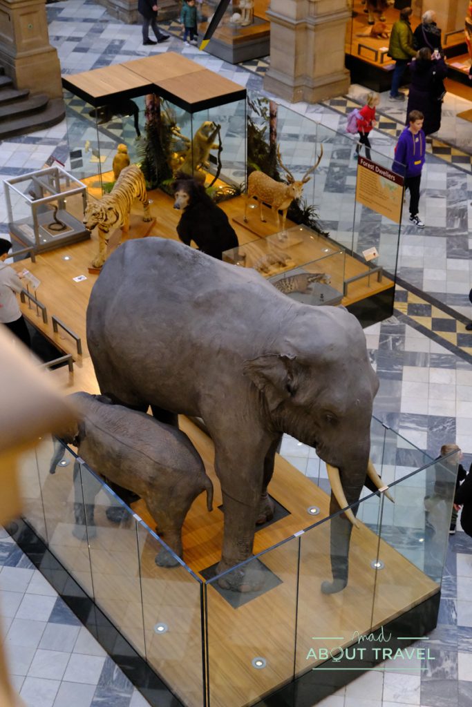 Sir Roger the elephant en el Museo de Kelvingrove en Glasgow