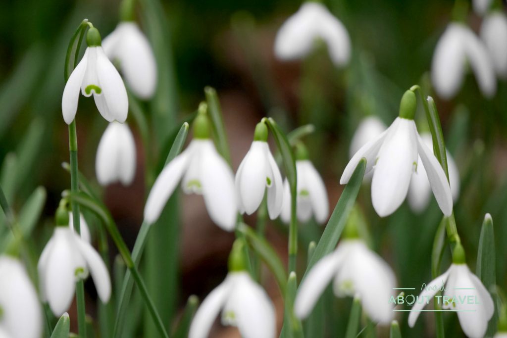 snowdrops en el jardin botanico de Edimburgo