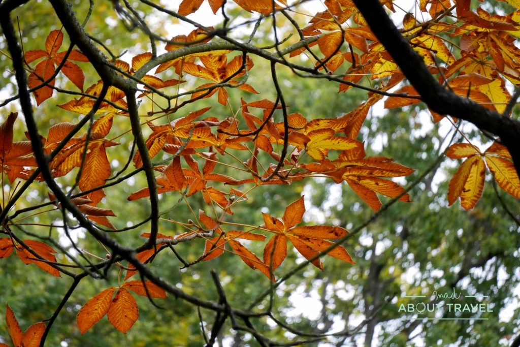 Otoño en el Jardín botánico de Edimburgo